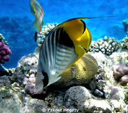 Threadfin butterflyfish by Yakout Hegazy 